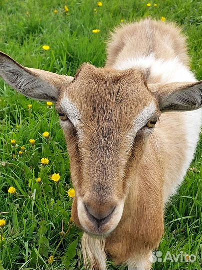 Козы дойные
