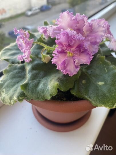 Фиалка в горшке