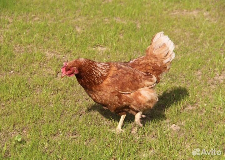 Куры несушки с доставкой