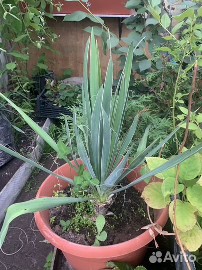 Юкка нитчатая