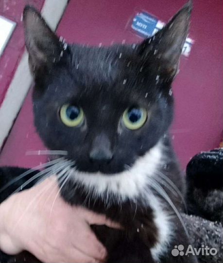 Котику и кошечке нужен дом