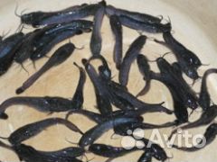 Малёк Африканского сома