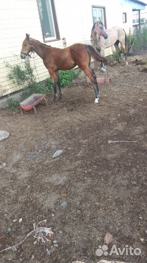 Полу кровый жеребёнок