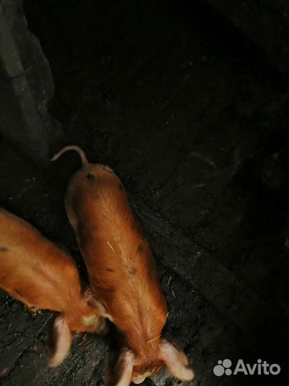 Поросята породы Дюрок