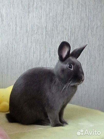 Кролик для вязки