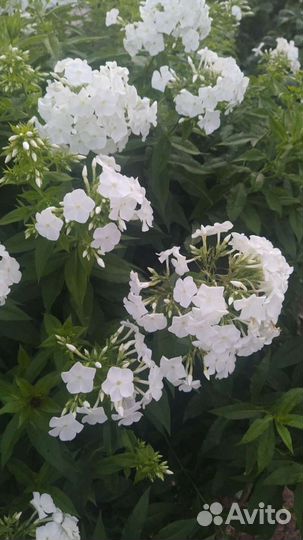 Флоксы. Предзаказ для осенней посадки