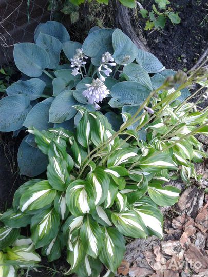 Георгина, хосты и др. многолетники