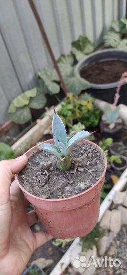 Агава голубая