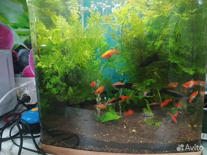 Рыбки в аквариум