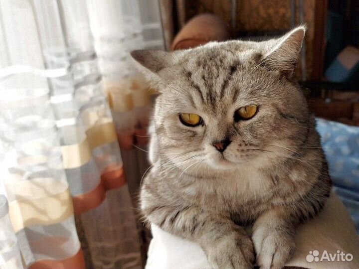 Котик шотландец для вязки