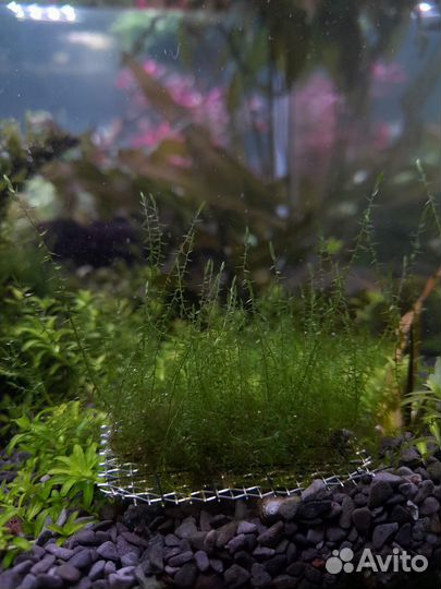 Аквариумные растения