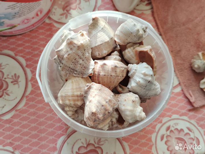 Ракушки