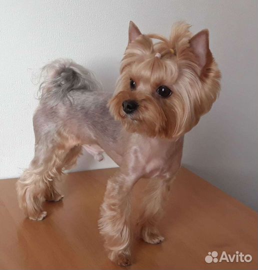 Стрижка собак и кошек, экспресс линька