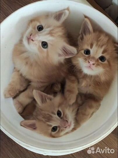 Котята мейн-кун