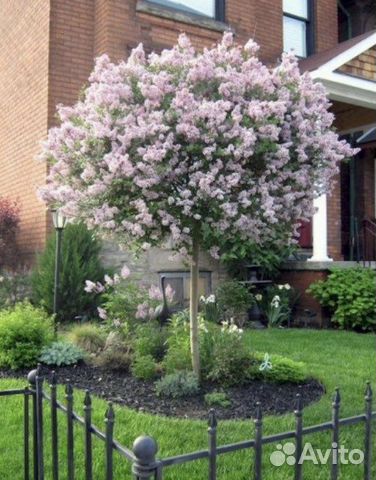 Сирень Красавица Москвы, Сенсация