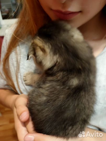 Шотландские вислоухие котята тикированные