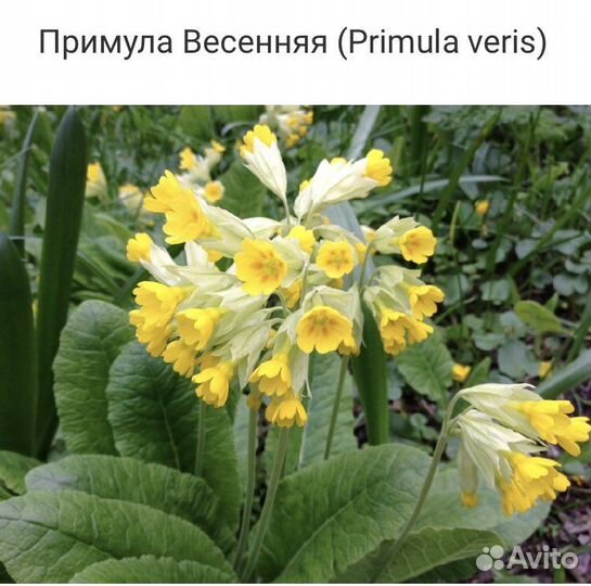 Бамбук, Примула, Канареечник многолетники