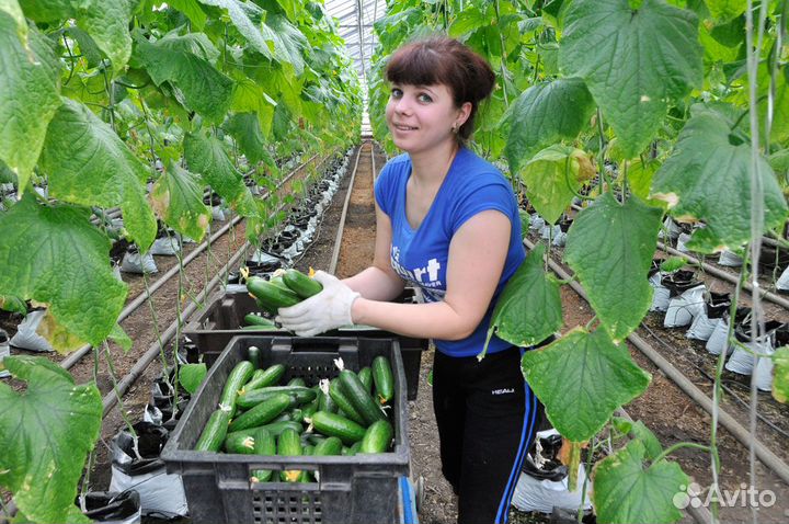 Разнорабочий на сбор урожая Вахта проживание