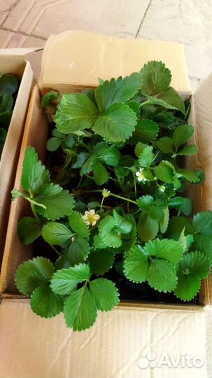 Клубника ремонтантная саженцы