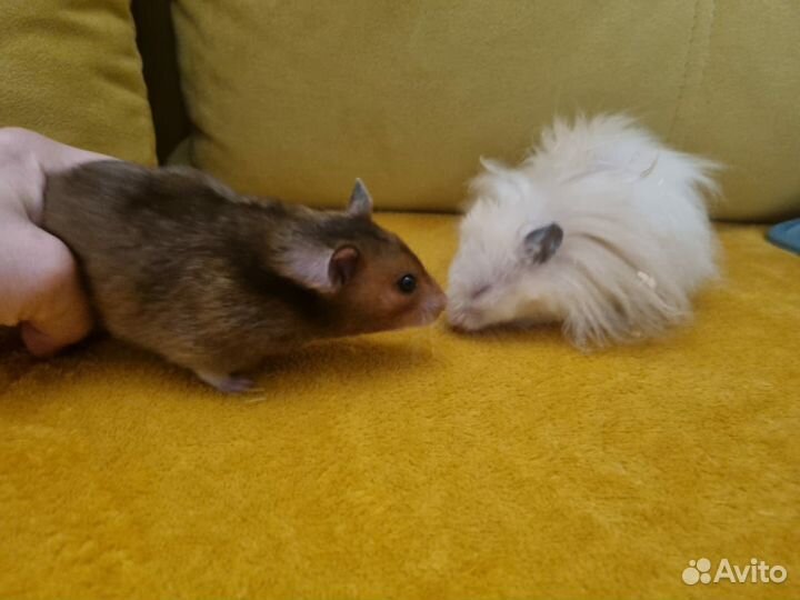 Сирийские хомячата