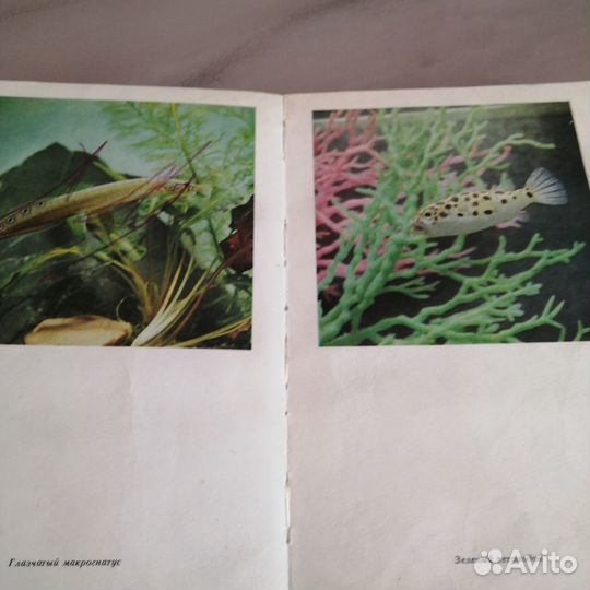 Ефремов аквариум и его обитатели