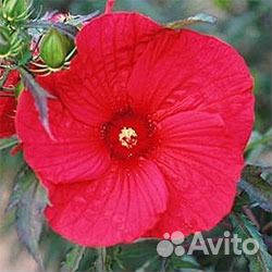 Гибискус