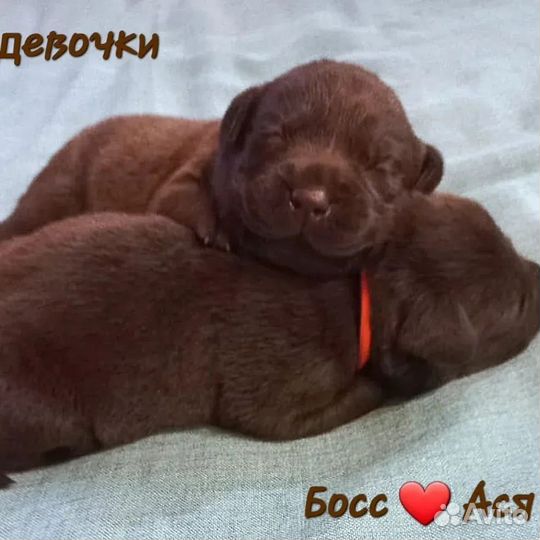 Лабрадор ретривер щенки