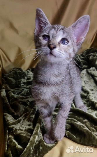 Малинка ищет маму