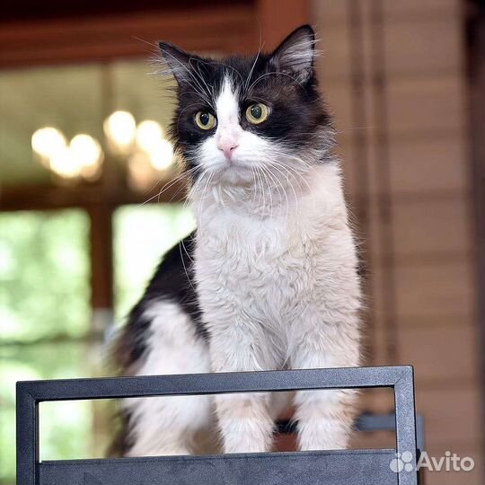 Самый нежный и несчастный Семён