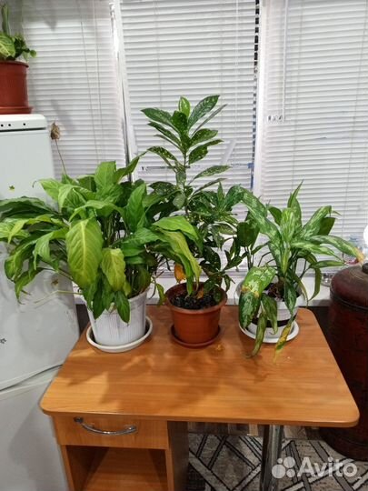 Комнатные цветы