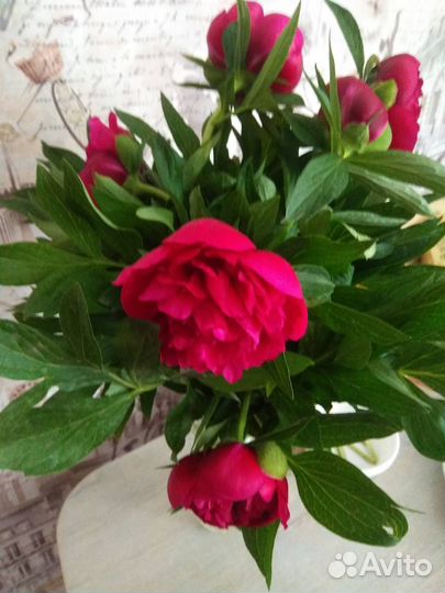 Пион ранний бордовый