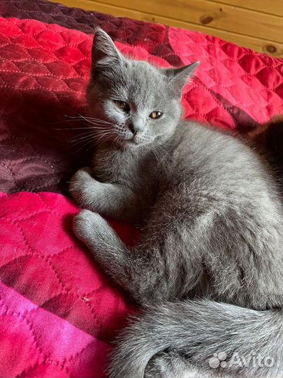 Шатланские вислоухие котята