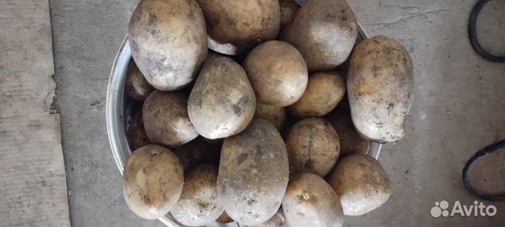 Продам картофель