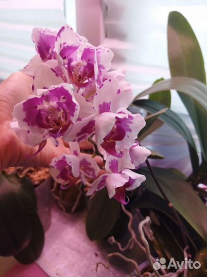 Орхидея фаленопсис пелорик