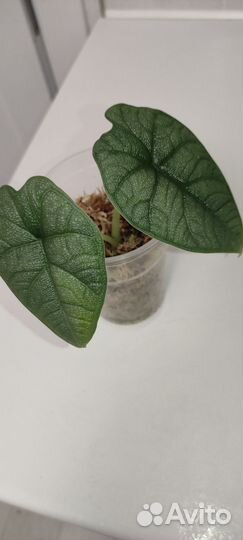 Алоказия Мело, Ниндзя