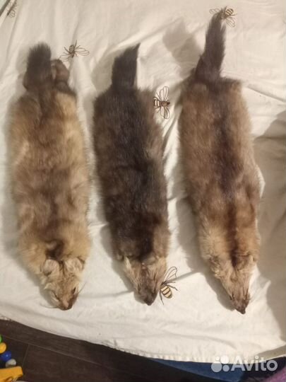 Шкурки соболя