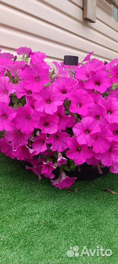 Рассада петунии