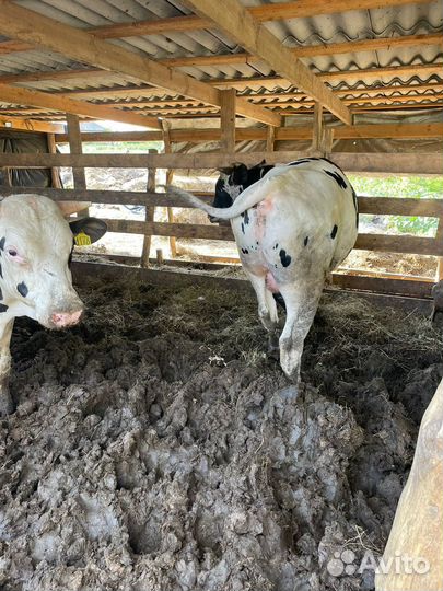 Продаю быков