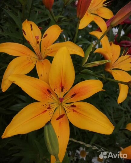 Лилии луковицы