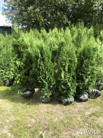 Туи в наличии