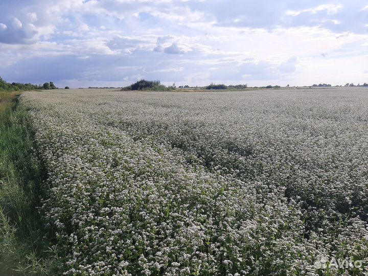 Мед гречишный