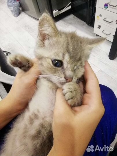 Котенок 4 месяца Пират