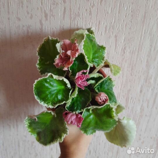 Фиалка сорт мак