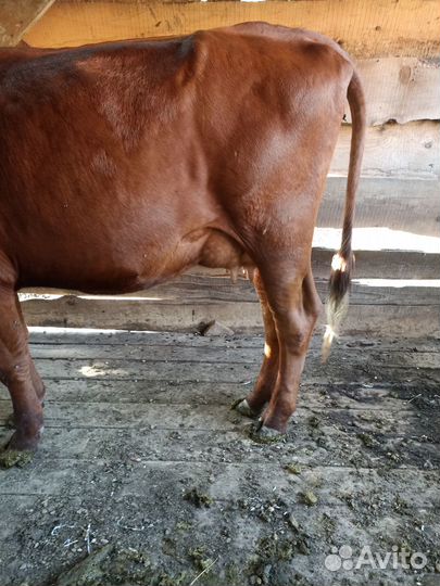 Продам корову и телку