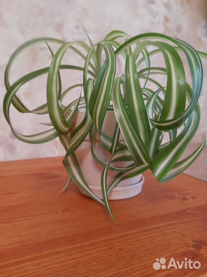 Хлорофитум в горшке