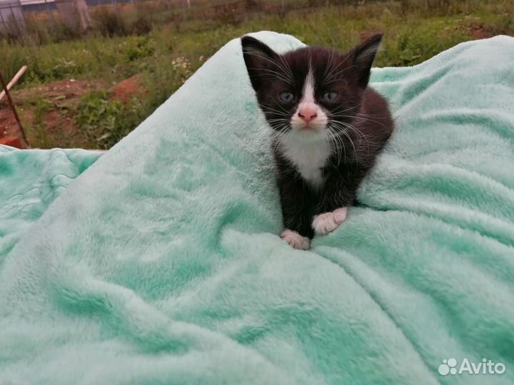 Добрые руки бесплатно