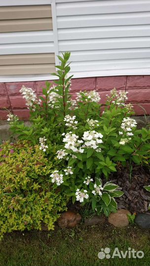 Гортензия метельчатая продаю взрослый куст