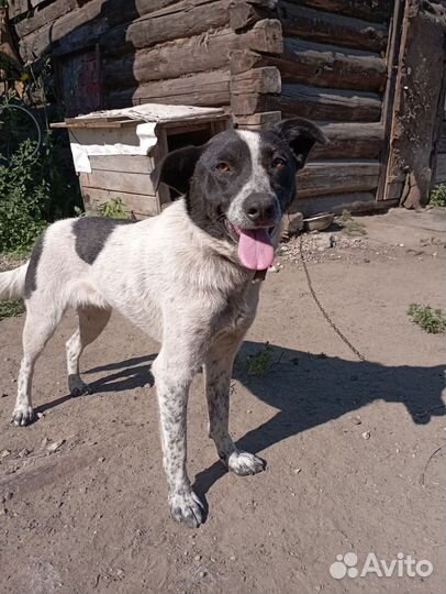 В добрые руки