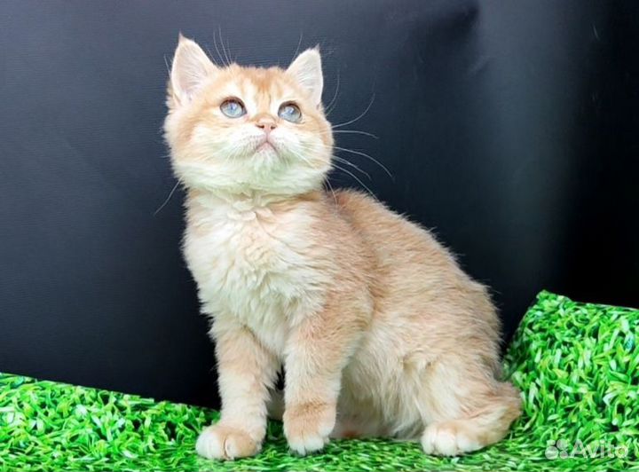 Британка ny12