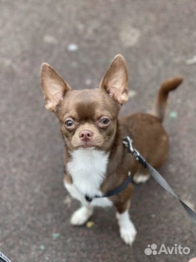 Чихуахуа кобель для вязки